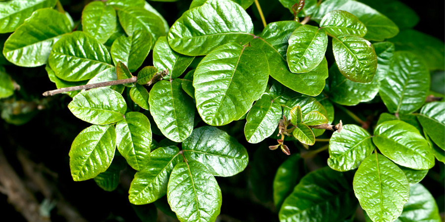 Poisonous Plants [Infographic]